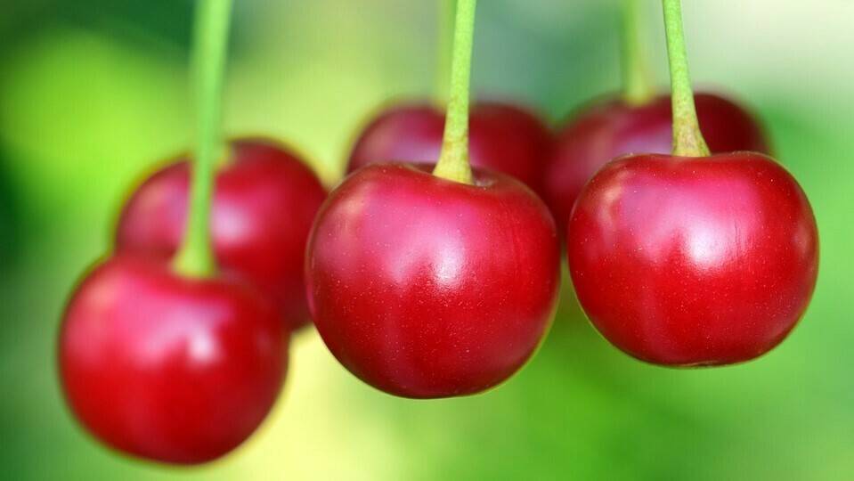 cherries-3477927_960_720|cherries-1433525_960_720|cherries-1431323_960_720|tabla jornadas